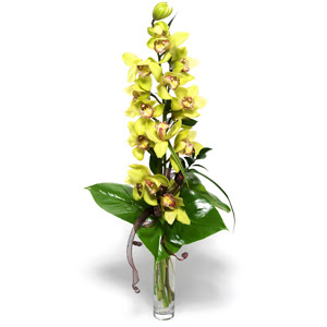  Adana nternetten iek siparii  cam vazo ierisinde tek dal canli orkide