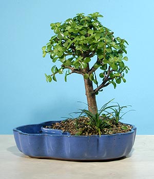ithal bonsai saksi iegi  Adana iekiler 