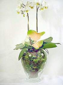  Adana iek sat  Cam yada mika vazoda zel orkideler