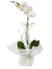 1 dal beyaz orkide iei  Adana iek siparii vermek 