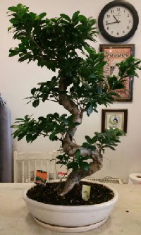 100 cm yüksekliğinde dev bonsai japon ağacı  Adana İnternetten çiçek siparişi 