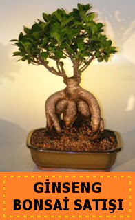 Ginseng bonsai sat japon aac  Adana cicek , cicekci 