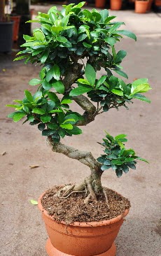 Orta boy bonsai saks bitkisi  Adana internetten iek siparii 