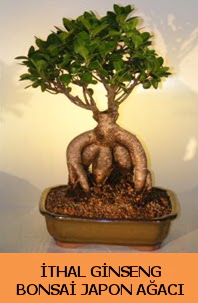 thal japon aac ginseng bonsai sat  Adana nternetten iek siparii 
