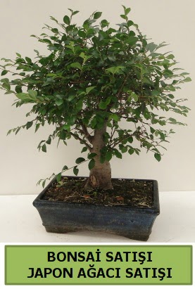 Minyatr bonsai japon aac sat  Adana iek gnderme sitemiz gvenlidir 