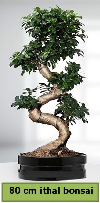 80 cm özel saksıda bonsai bitkisi  Adana çiçekçi telefonları 