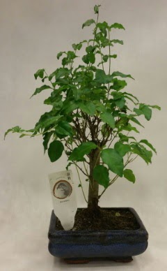 Minyatr bonsai japon aac sat  Adana ieki telefonlar 