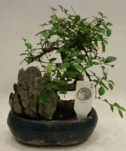 thal 1.ci kalite bonsai japon aac  Adana iek sat 