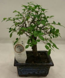 Minyatr ithal japon aac bonsai bitkisi  Adana iek sat 