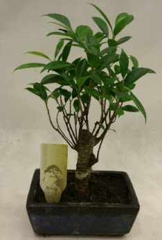 Japon aac bonsai bitkisi sat  Adana ieki telefonlar 