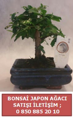Japon aac minyar bonsai sat  Adana iek sat 