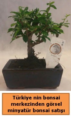 Japon aac bonsai sat ithal grsel  Adana iek yolla 