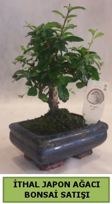 thal japon aac bonsai bitkisi sat  Adana ieki telefonlar 