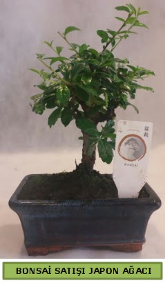 Minyatr bonsai aac sat  Adana iek gnderme 