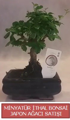 Kk grsel bonsai japon aac bitkisi  Adana iek , ieki , iekilik 