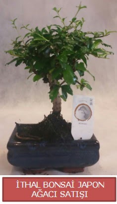 thal kk boy minyatr bonsai aa bitkisi  Adana ieki telefonlar 