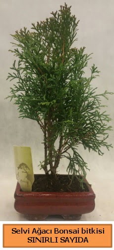 Selvi aac bonsai japon aac bitkisi  Adana iek sat 