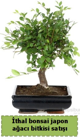 thal bonsai saks iei Japon aac sat  Adana nternetten iek siparii 