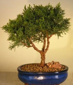 Servi am bonsai japon aac bitkisi  Adana iek yolla 