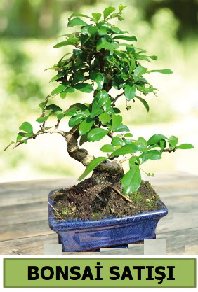 am bonsai japon aac sat  Adana iek sat 