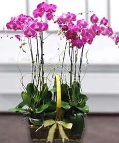 7 dall mor lila orkide  Adana iek gnderme sitemiz gvenlidir 
