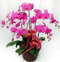 Sepet ierisinde 5 dall lila orkide  Adana ucuz iek gnder 