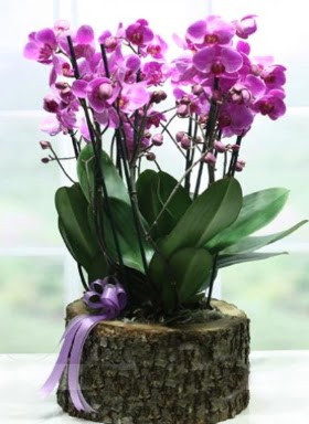 Ktk ierisinde 6 dall mor orkide  Adana ucuz iek gnder 