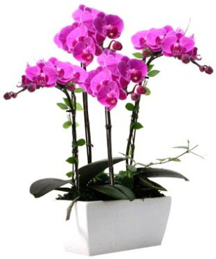 Seramik vazo ierisinde 4 dall mor orkide  Adana iek sat 