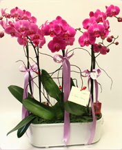 Beyaz seramik ierisinde 4 dall orkide  Adana ucuz iek gnder 