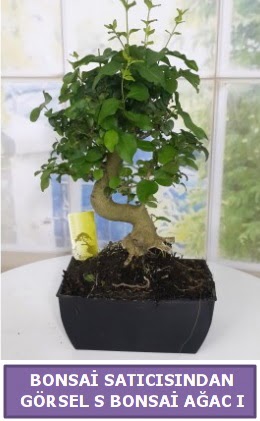 S dal erilii bonsai japon aac  Adana iek sat 