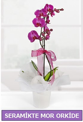 Seramik içerisinde birinci kalite tek dallı mor orkide  Adana İnternetten çiçek siparişi 