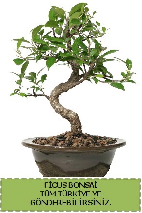 Ficus bonsai  Adana iek gnderme sitemiz gvenlidir 