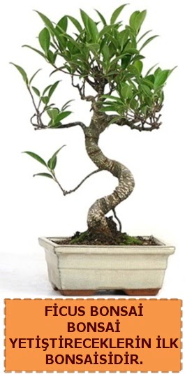 Ficus bonsai 15 ile 25 cm arasndadr  Adana iek yolla 