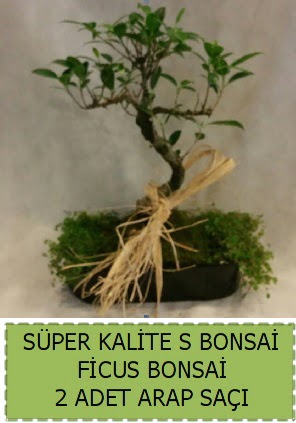 Ficus S Bonsai ve arap saçı  Adana çiçekçi telefonları 
