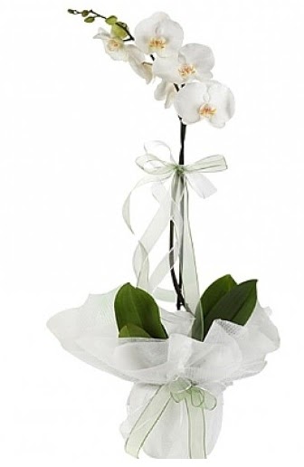 Tekli Beyaz Orkide  Adana hediye iek yolla 