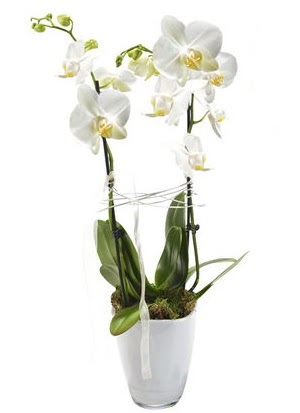 2 dall beyaz seramik beyaz orkide sakss  Adana iek gnderme sitemiz gvenlidir 