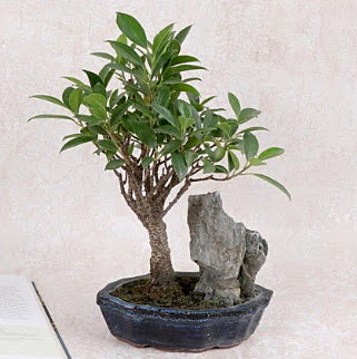 Japon aac Evergreen Ficus Bonsai  Adana iek gnderme sitemiz gvenlidir 