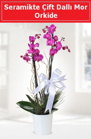 Seramikte Çift Dallı Mor Orkide  Adana anneler günü çiçek yolla 