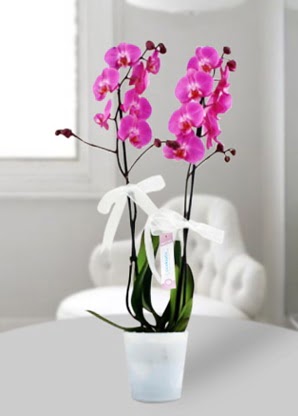 Çift dallı mor orkide  Adana çiçekçiler 