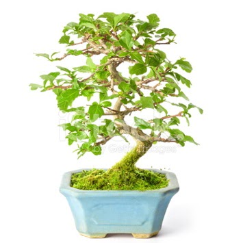 S zerkova bonsai ksa sreliine  Adana nternetten iek siparii 