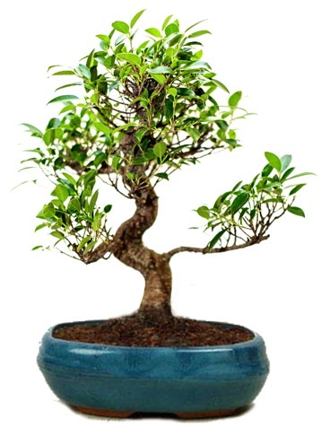 25 cm ile 30 cm aralığında Ficus S bonsai  Adana çiçek gönderme sitemiz güvenlidir 