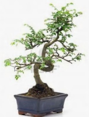 S gvde bonsai minyatr aa japon aac  Adana iek sat 