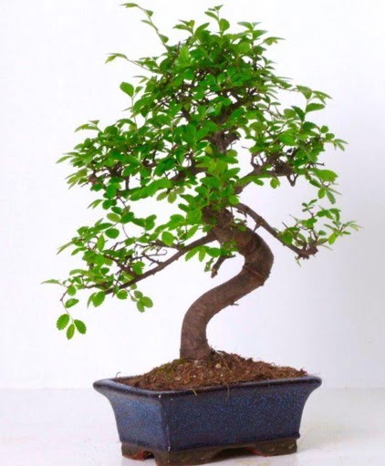 S gvdeli bonsai minyatr aa japon aac  Adana iek gnderme sitemiz gvenlidir 