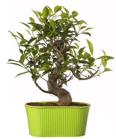 Ficus S gövdeli muhteşem bonsai  Adana çiçek siparişi sitesi 