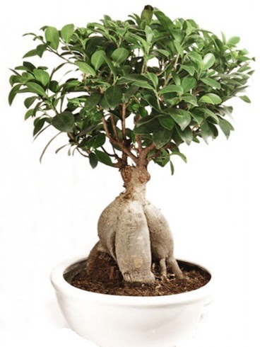 Ginseng bonsai japon aac ficus ginseng  Adana nternetten iek siparii 