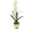 Özel Yapay Orkide Beyaz   Adana online çiçekçi , çiçek siparişi 