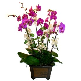  Adana cicek , cicekci  4 adet orkide çiçegi