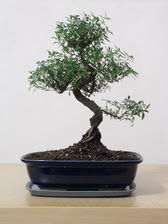 ithal bonsai saksi çiçegi  Adana çiçek siparişi vermek 