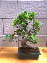 ithal bonsai saksi çiçegi  Adana hediye sevgilime hediye çiçek 