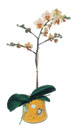  Adana online çiçek gönderme sipariş  Phalaenopsis Orkide ithal kalite